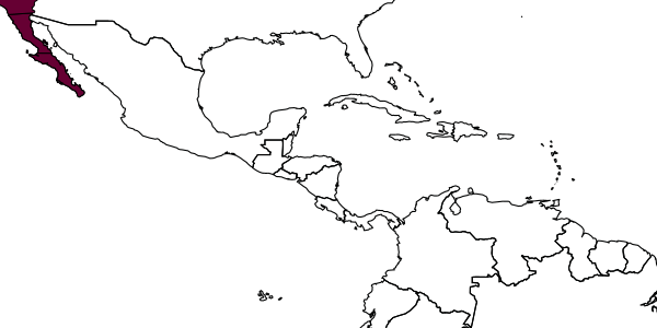 map of Tachysphex mirandus     Pulawski, 1982